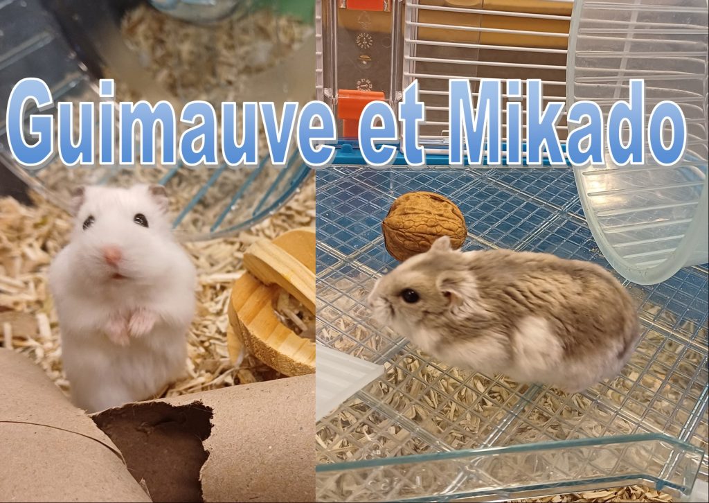 Les Hamsters Ecole Maternelle Jacques Sturm Strasbourg